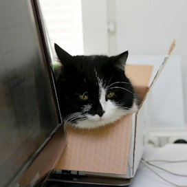 Kissa lieventää stressiä ja lämmittelee pahvilaatikossa.