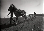 Sokerijuurikkaan kylvöä Tuusulan Kellokoskella 20.4.1959. "Hevonen on valttia sokerijuurikkaan kylvössä ja sokerijuurikasmaan muokkauksessakin, sillä hevonen ei paina pohjamaata liian tiiviiksi", tuumii isäntä Taito Heikkilä Tuusulassa lopetellessaan sokerijuurikkaan kylvöään.