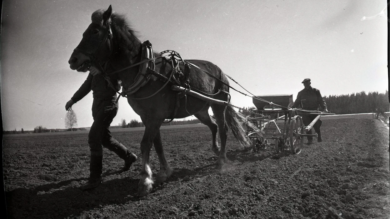 Sokerijuurikkaan kylvöä Tuusulan Kellokoskella 20.4.1959. "Hevonen on valttia sokerijuurikkaan kylvössä ja sokerijuurikasmaan muokkauksessakin, sillä hevonen ei paina pohjamaata liian tiiviiksi", tuumii isäntä Taito Heikkilä Tuusulassa lopetellessaan sokerijuurikkaan kylvöään.