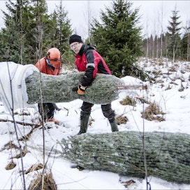 Seppo ja Markku Räsänen pussittavat kuusia outokumpulaisen metsäviljelmän reunalla, josta iso osa on jo kerätty. Lari Lievonen