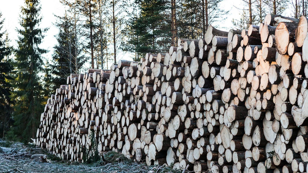 Metsätalouden harjoittajan piti tänä vuonna jättää arvonlisäveroilmoitus vain, jos hänellä on ollut viime vuonna arvonlisäverollista toimintaa. Nyt osa ilmoitusvapautusta hyödyntäneistä metsänomistajista on saanut Verohallinnolta