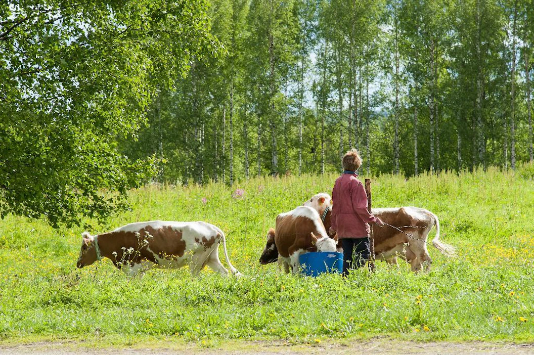 Lehmäleiri järjestetään Ilomantsissa yhteistyössä Piipposen maatilan ja Maukkulan Mustikkamäen kanssa. Leirin suosio on kasvanut vuosi vuodelta.