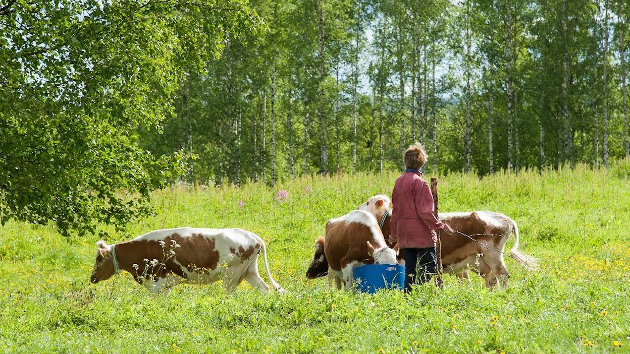 Lehmäleiri järjestetään Ilomantsissa yhteistyössä Piipposen maatilan ja Maukkulan Mustikkamäen kanssa. Leirin suosio on kasvanut vuosi vuodelta.