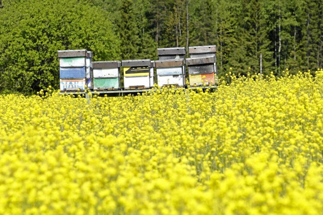 Syysrypsi kukkii luomuviljelijä Tapani Juseliuksen Mehiläispesä