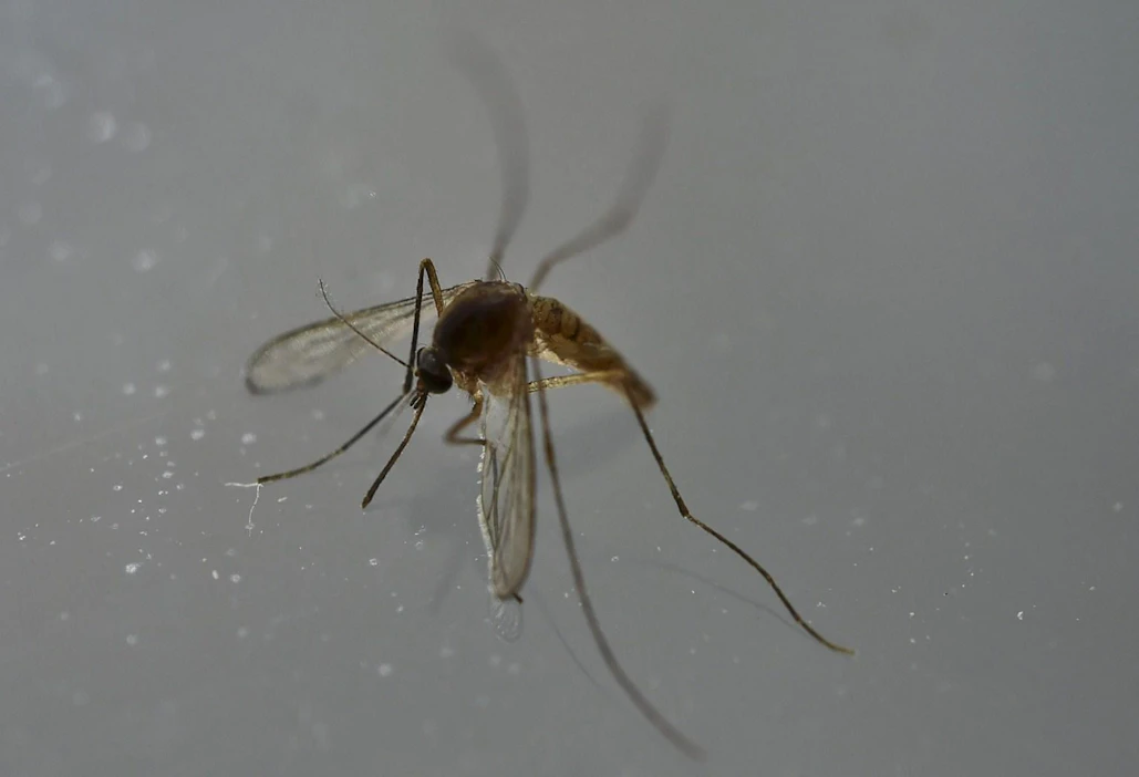 Zikavirusta levittää Aedes-sukuun kuuluva hyttynen. LEHTIKUVA / AFP