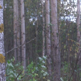 Yhdysvaltalaistutkimuksen mukaan haavan kokopuukorjuu ei vähennä metsän alikasvoksen monimuotoisuutta verrattuna perinteiseen hakkuutapaan.