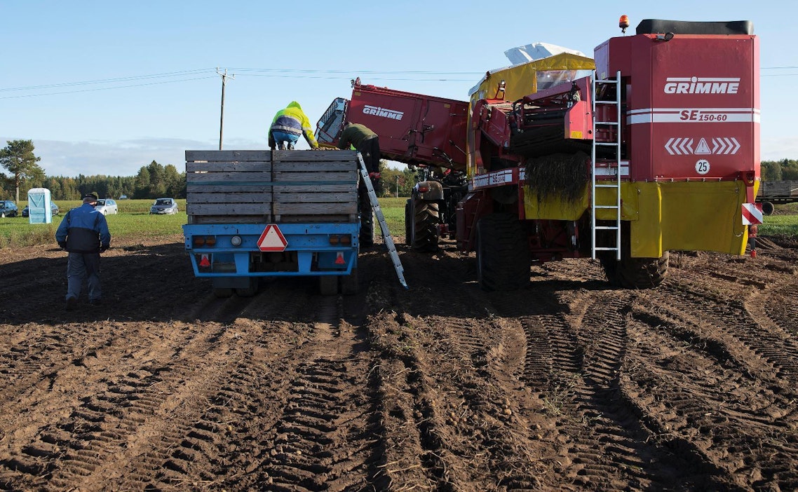 Tyrnävällä nostettiin perunaa tiistaina.