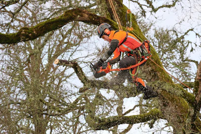Kaupunkialueiden puunhoitotyöt lisääntyvät jatkuvasti maailmanlaajuisesti. Husqvarna vastaa tähän kysyntään uusilla akkusahamalleillaan. Ne on kehitetty yhdessä metsäalan ammattilaisten kanssa. Yksi kehittäjistä on ollut brittiläinen arboristiyrittäjä Josephine Hedger. Hänen 8 henkeä työllistävä yrityksensä on siirtynyt lähes kokonaan akkusahojen käyttäjäksi. Puussa käytetään T-kahvaisia sahoja, maassa katkonnassa takakahvaisia malleja.