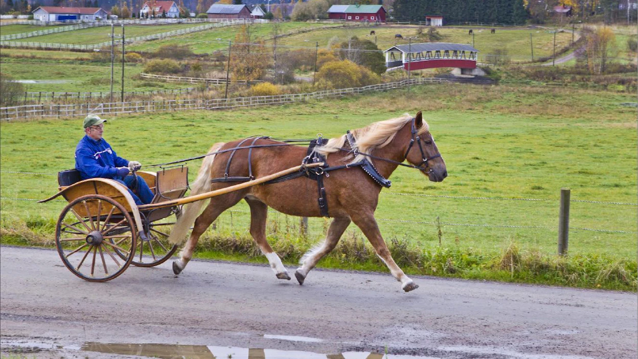Jari Arsio ohjastaa Ypäjä Tarjan reippaaseen raviin. Vanhat mutta käyttökuntoiset kiesit antavat pehmeät kyydit. Markku Vuorikari