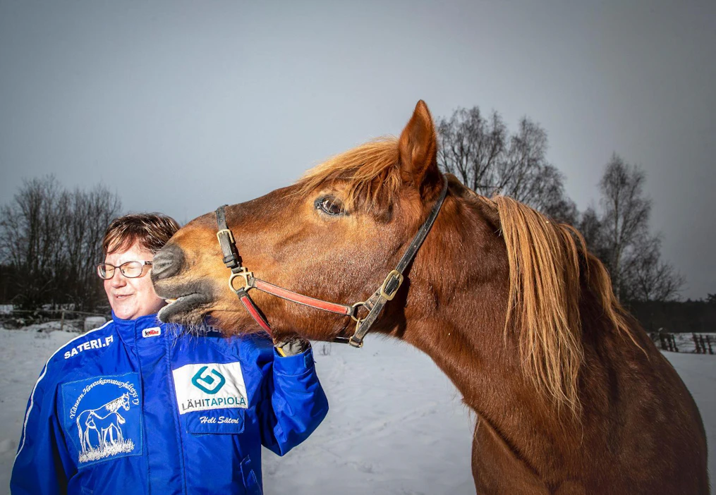 Kilun Peedro on hevosperheen sijoitus. Siitosorin hankinta lykkäsi keittiön remontin ja muut investointitarpeet moneksi vuodeksi. Heli Säteri kehuu oriin luonnetta, joka on täysin erilainen kuin siitä raviradoilta seuraava maine.