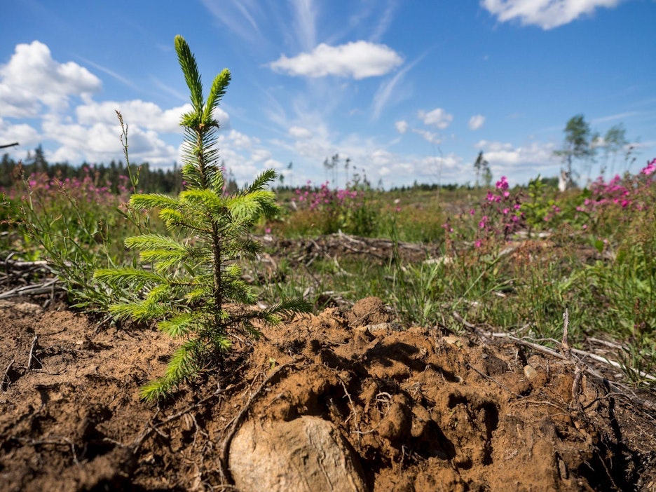 Metsittäminen on joka tapauksessa hyvä vaihtoehto ilmaston kannalta. Kuvituskuva.
