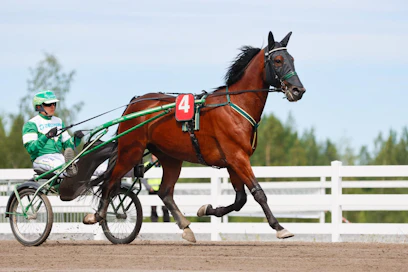 Kuvassa valmentajansa Juho Ihamuotilan ajama Knocking Match saa rattailleen Antti Teivaisen illan 65-koitoksessa. Valmentaja odottaa hevostaan kärkeen.