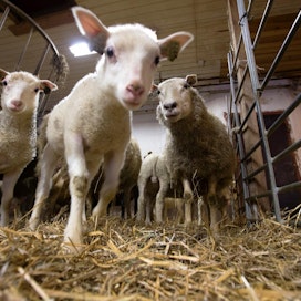 Kotimaisen lampaanlihan tuotantoa ei ole helppoa Suomessa, jossa kaupoilla on keskitetty osto-ohjaus.