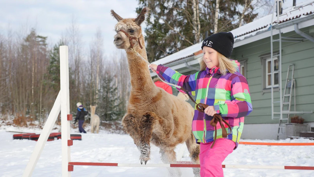 Nuppu Méling ja Usko-alpakka harjoittelevat ELMA-messuilla järjestettäviä agilityn SM-kisoja varten.