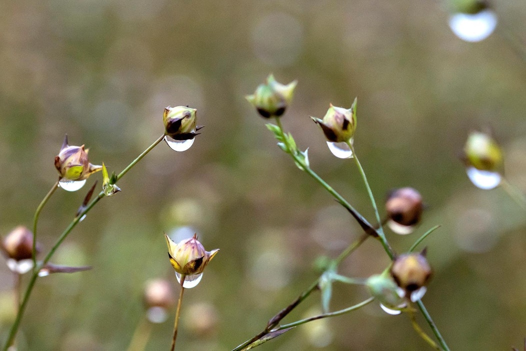 Kasvukausi on ohi koko maassa lokakuun loppuun mennessä.