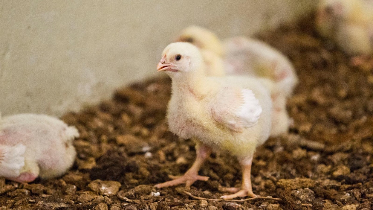 Suomalaista broileria syövän ei tarvitse pelätä salmonellaa.