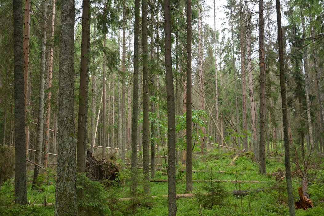 Metsähallituksen kaikkia myrskytuhoja ei ole vielä kartoitettu.