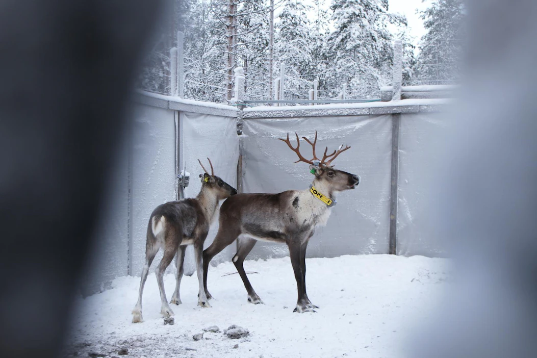 Pannoitettu metsäpeuravaadin ja sen vasa ennen vapautusta totutustarhasta Lauhanvuoren kansallispuistossa