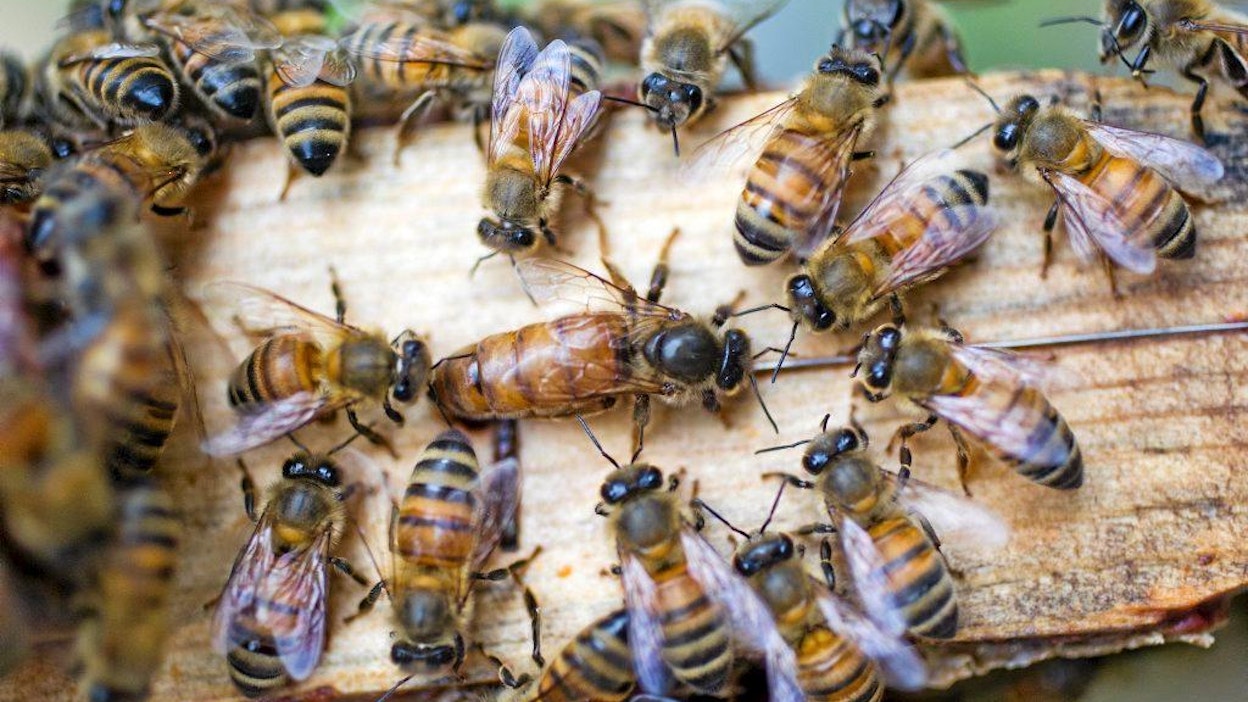 Suomessa mesipistiäisistä noin 20 prosenttia on arvioitu uhanalaisiksi.