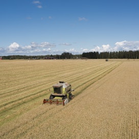 Kotimainen ruuantuotanto antaa varmuutta ruuan saatavuudesta, MTK-Pohjois-Savon tiedotteessa todetaan.
