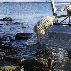 Lampuri Janne Jokela  noutamassa maisemanhoitajia saaristosta. Merellä sijaitsevat hoitokohteet edellyttävät hyvää kalustoa, josta tulee merkittävästi kuluja. 