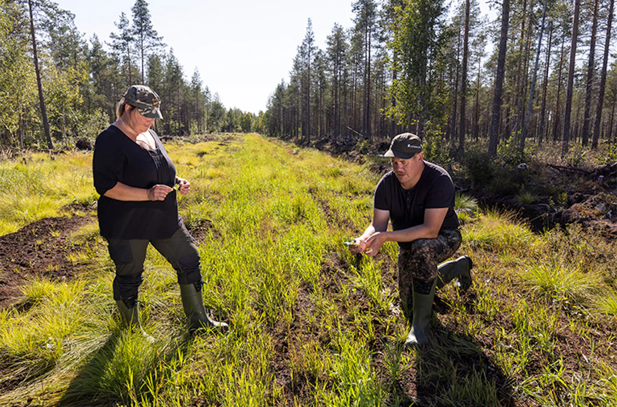 Ville ja Kirsi tutkivat penkkatielle tehtyä riistapeltoa, joka on itänyt hiukan heikosti. Kokeilun tarkoitus on houkutella hirviä pois taimikoista.