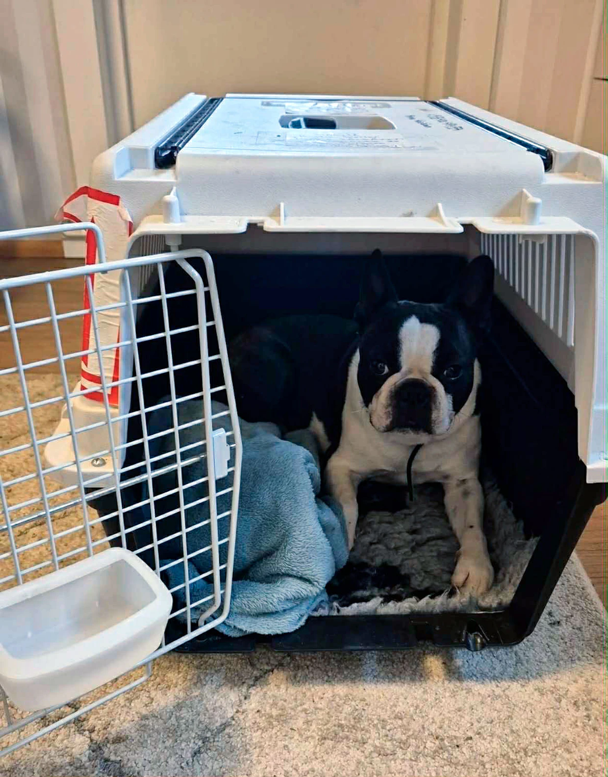 Sauli on alusta asti mennyt mielellään kuljetuskoppaansa eikä vaikuta siellä ahdistuneelta.