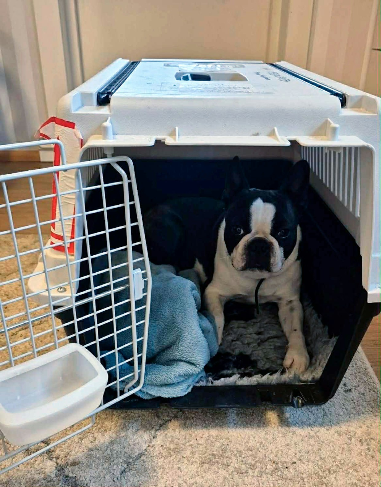 Sauli on alusta asti mennyt mielellään kuljetuskoppaansa eikä vaikuta siellä ahdistuneelta.