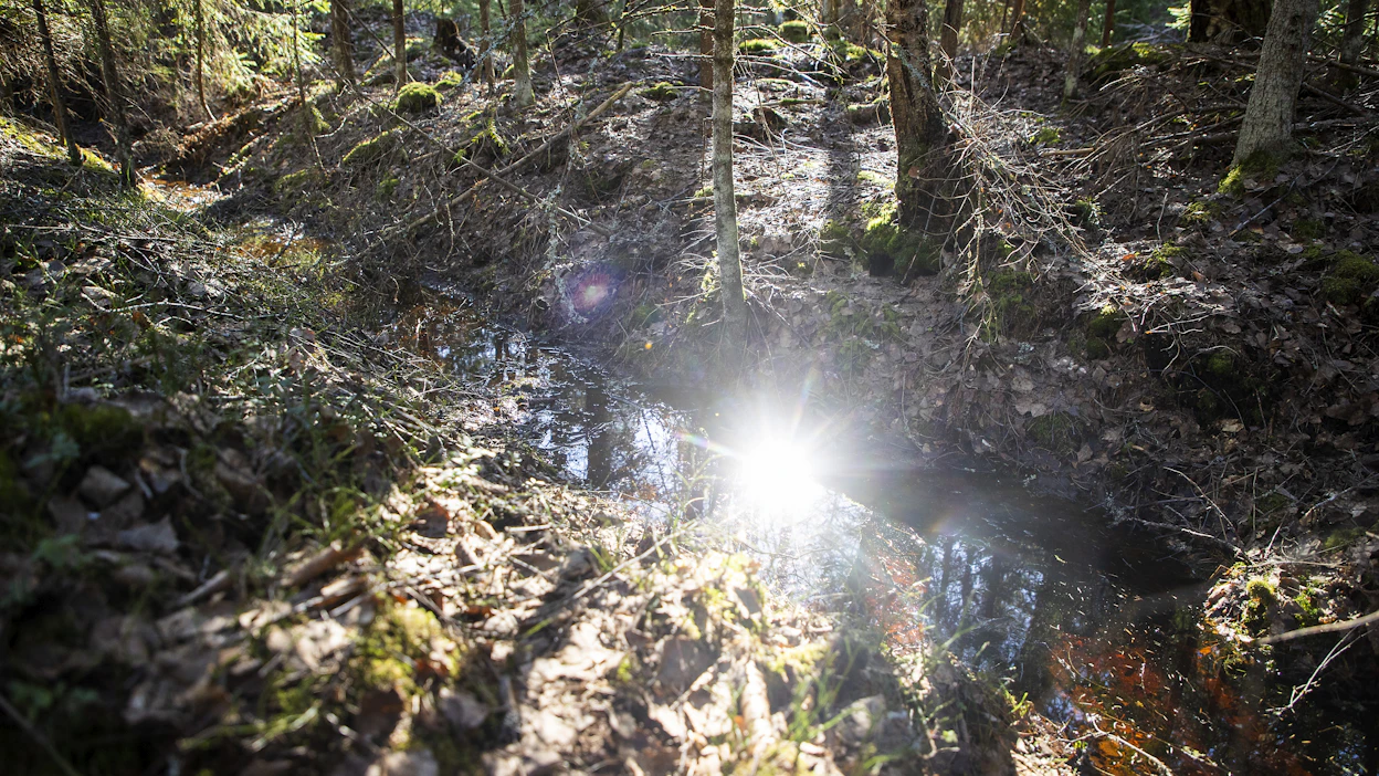 Tehokkuuden vaatimus koskee paitsi metsänhoitoa myös esimerkiksi vesistöjen tilan parantamista, Kortejärvi kirjoittaa.