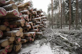 Korkeat kantohinnat houkuttelevat metsänomistajia puukaupoille.