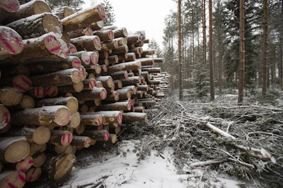 Korkeat kantohinnat houkuttelevat metsänomistajia puukaupoille.