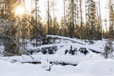 Muun muassa boreaalisissa luonnonmetsissä suojelua on YM:n mukaan tarpeen tiukentaa.