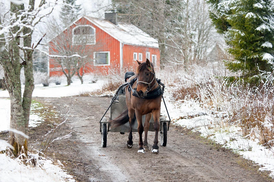 Agrologiksi opiskeleva Tiina Mäkinen valmentaa Humisevaa harrastuksenaan. "Kesätöitä en ole löytänyt, joten pari valmennettavaa mahtuisi lisääkin.”