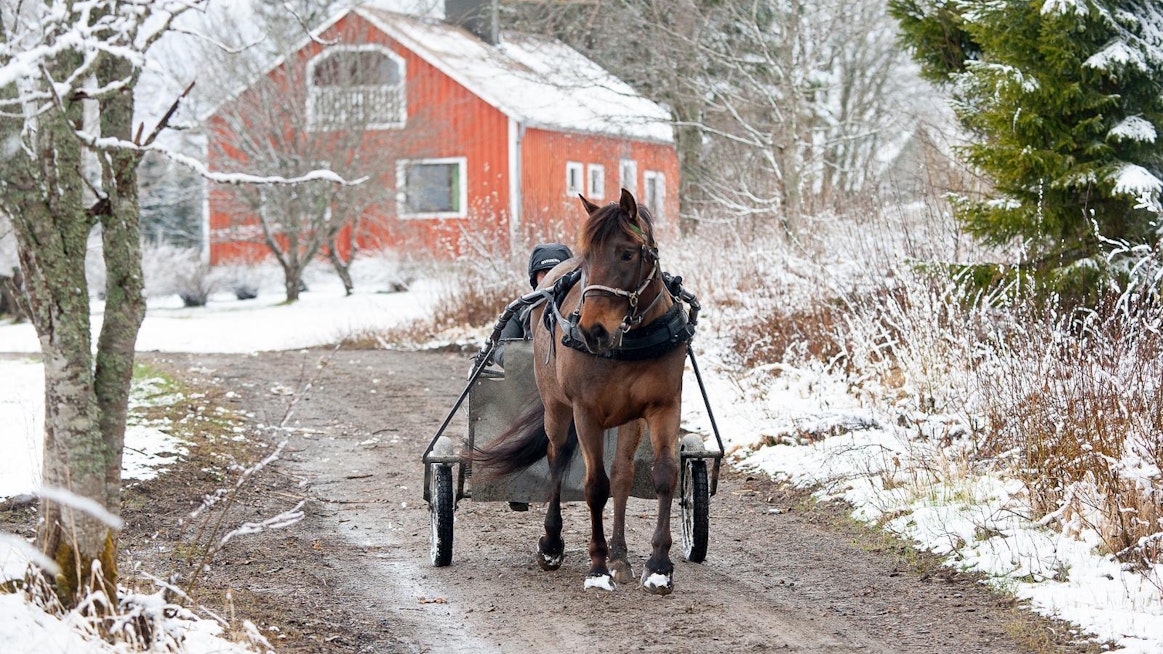 Agrologiksi opiskeleva Tiina Mäkinen valmentaa Humisevaa harrastuksenaan. "Kesätöitä en ole löytänyt, joten pari valmennettavaa mahtuisi lisääkin.”