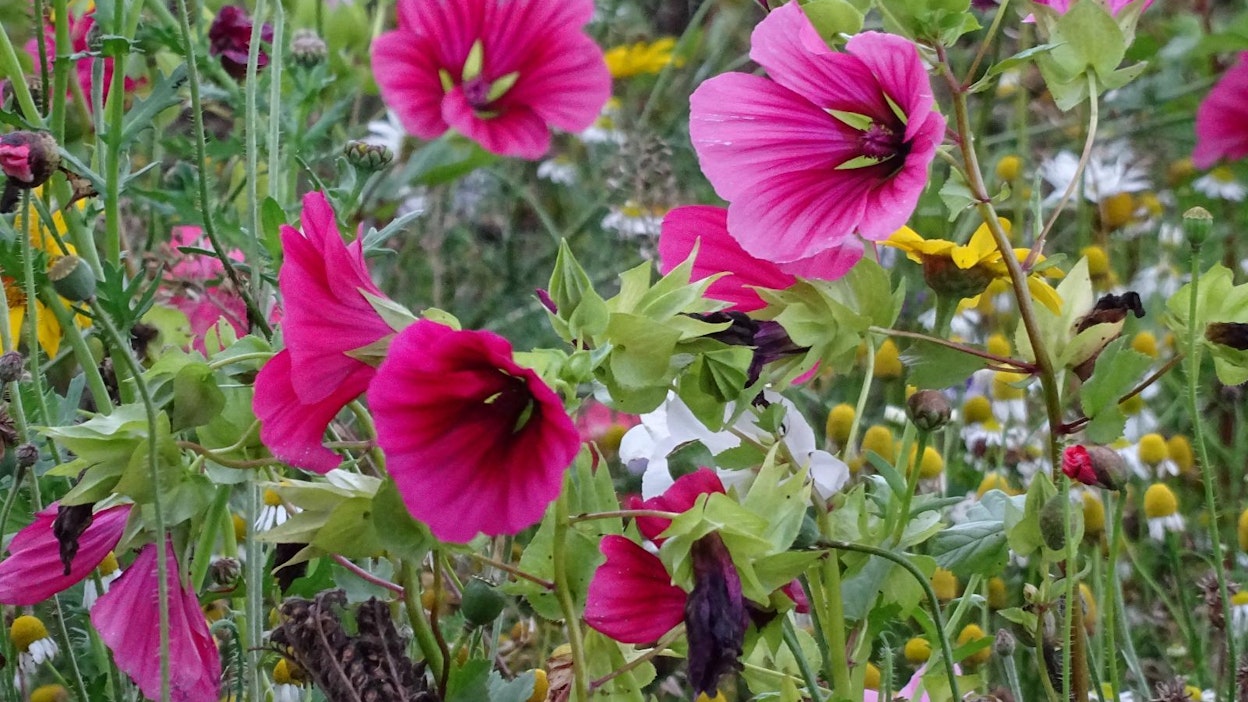 Riistanhoitopellot voivat olla näyttäviä väripilkkuja.