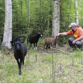 Janne Kotiaho on tyytyväinen lampaiden tehokkaaseen laidunnukseen. Seuraavana hän aikoo kokeilla laiduntavia kalkkunoita. Juha SorRi