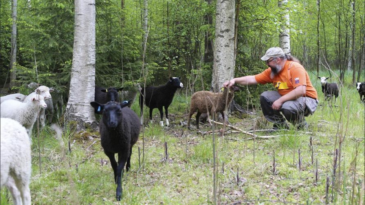 Janne Kotiaho on tyytyväinen lampaiden tehokkaaseen laidunnukseen. Seuraavana hän aikoo kokeilla laiduntavia kalkkunoita. Juha SorRi