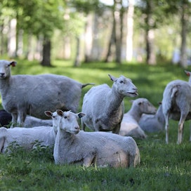 Jyväskylän Vehkalammin puistossa tutkitaan lampaiden kykyä hävittää jättipalsamia.