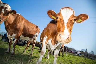 EU:n lehmät ovat lypsäneet ennätyksellisen paljon maitoa alkuvuonna, ja tuottajahintoihin kohdistuu taas paineita.