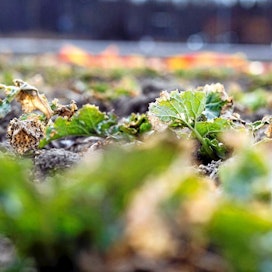 Talviaikainen kasvipeitteisyys on yksi keino vähentää maatalouden päästöjä.