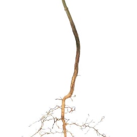 Hiekkaisessa taimipedissä puiden juuret pääsevät hyvään kasvuun. Pienelläkin vaahteralla on yllättävän suuri juuristo. SÄDE AARLAHTI
