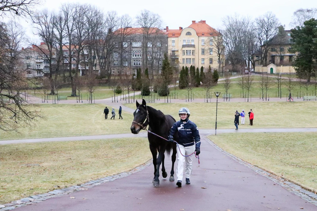 Raviohjastaja Emma Väreen taluttaman Wallanderin lisäksi Kaivopuiston historiallisille käytäville saapuu toukokuun kolmantena viikonloppuna noin sata muutakin hummaa.