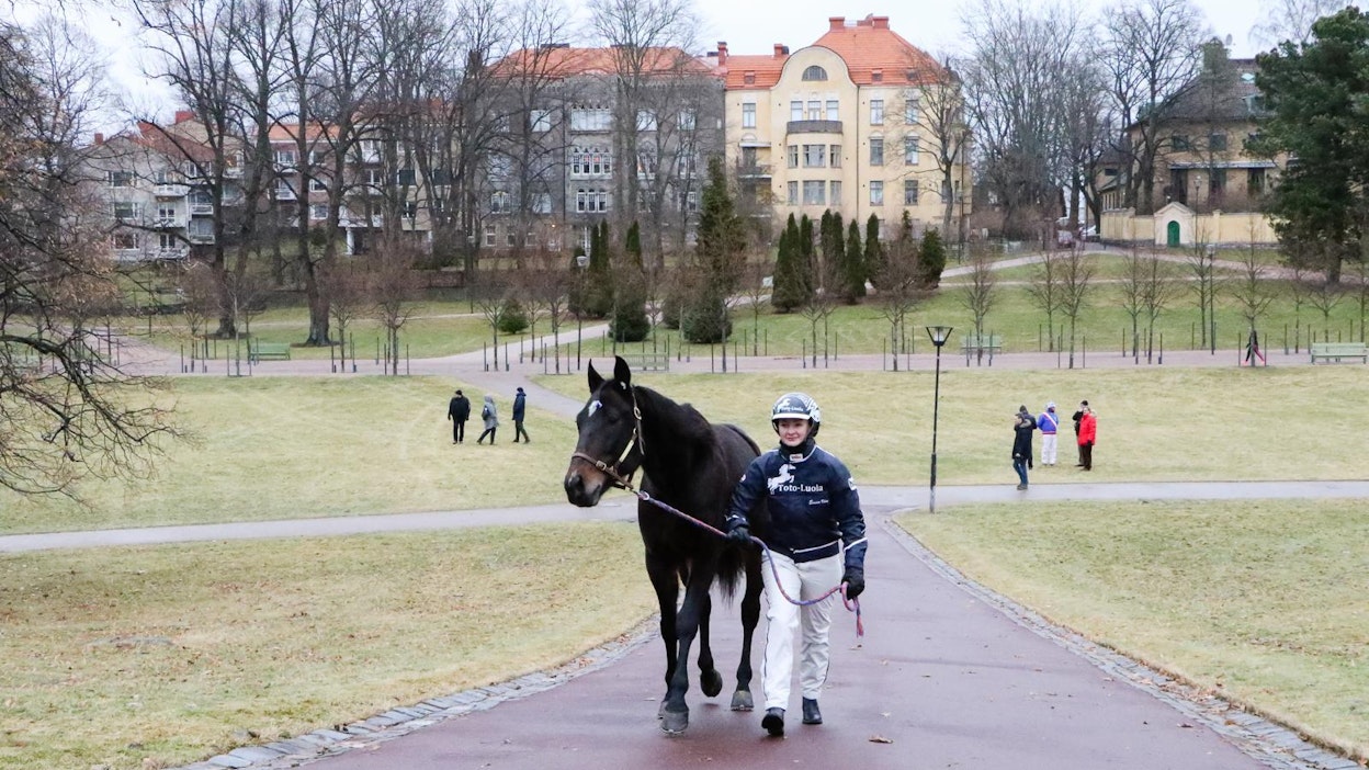 Raviohjastaja Emma Väreen taluttaman Wallanderin lisäksi Kaivopuiston historiallisille käytäville saapuu toukokuun kolmantena viikonloppuna noin sata muutakin hummaa.