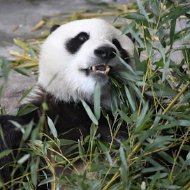 Ähtärin eläinpuiston pandoja Lumia ja Pyryä (kuvassa) uhkaa palautus Kiinaan mahdollisesti jo vuodenvaihteen jälkeen. Lehtikuva / Heikko Saukkomaa