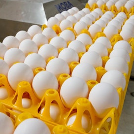 Viime vuonna lattiamunien tuotantomäärä ohitti virikehäkkituotannon.