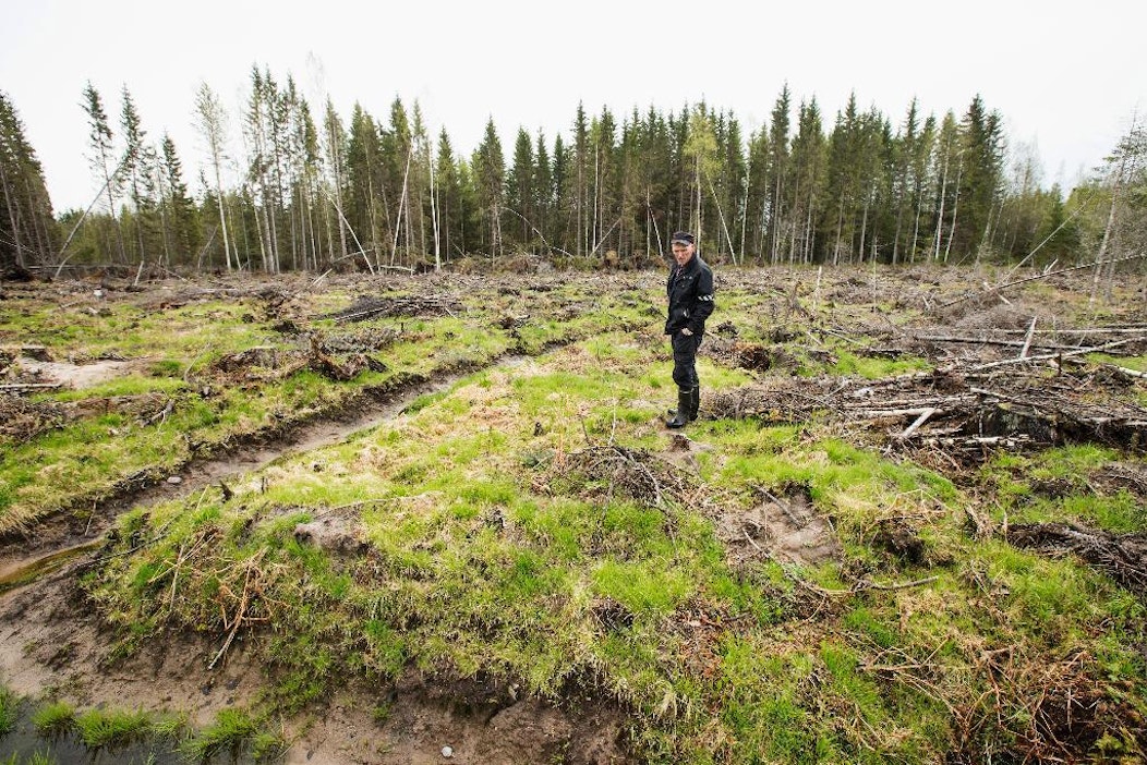 Metsänomistaja Erkki Ruotsalainen harmittelee myyrätuhoja maillaan.