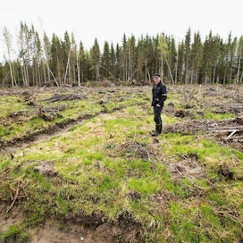 Metsänomistaja Erkki Ruotsalainen harmittelee myyrätuhoja maillaan.