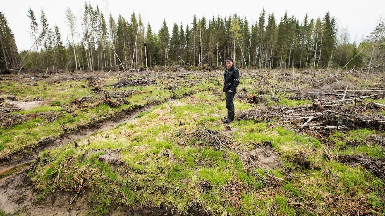 Metsänomistaja Erkki Ruotsalainen harmittelee myyrätuhoja maillaan.