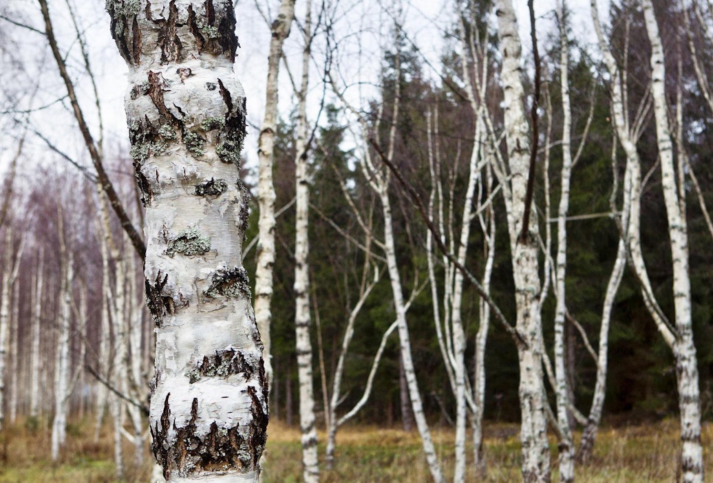 Visakoivun viljelyä on Suomessa harjoitettu jo 1930-luvulta alkaen.