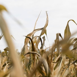 EU:n tuleva maatalousstrategia haluaa puuttua lannoitteiden ja torjunta-aineiden käyttöön.